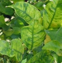 Blotchy mottle typical of HLB-infected trees